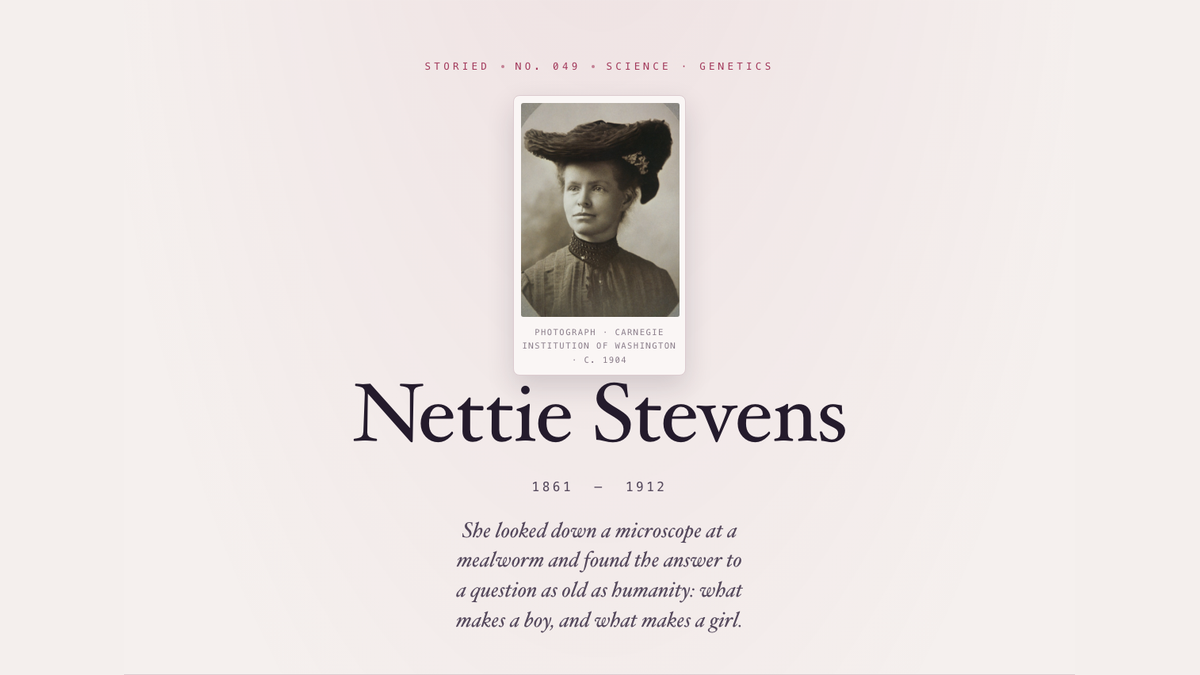 Nettie Stevens
